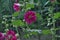Closeup shot of dark pink hollyhocks growing in the garden