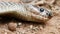 Closeup shot of dead snouted cobra