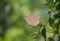 Closeup shot of a deadleaf butterfly perching in nature