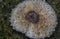 closeup shot of the decaying cap termitomyces mushrooms.