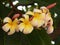 Closeup shot of delicate beautiful frangipani flower bunch growing on a tree after a rain