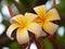 Closeup shot of delicate beautiful frangipani flowers in blossom