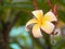 Closeup shot of delicate beautiful single frangipani flower bunch growing on a tree