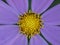 Closeup shot of a delicate purple cosmos flower disk floret details