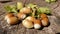 Closeup shot of delicious  light walnut on the wooden background in the daytime