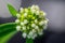 Closeup shot of details on blooming field penny-cress flowers