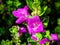 Closeup shot of details on blooming purple texas sage flowers