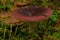 Closeup shot of details on a dark red fungus on a forest floor