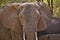 Closeup shot of details on a muddy brown elephant face