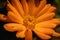 Closeup shot of details of orange Cowslip flower