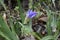 Closeup shot of dew on a beautiful iris dwarf flower