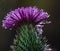 Closeup shot of dewdrops on a Carduus flower