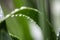 Closeup shot of dewdrops on green leaves of an agapanthus