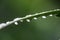 Closeup shot of dewdrops on green leaves of an agapanthus