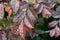 Closeup shot of dewy leaves