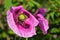 Closeup shot of a dewy pink opium poppy