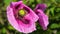 Closeup shot of a dewy pink opium poppy