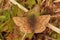 Closeup shot of a Dingy Skipper (Erynnis tages)