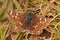 Closeup shot of a Dingy Skipper (Erynnis tages)