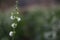Closeup shot of Dolichos Lablab plant on the blurred background