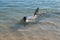 Closeup shot of a dolphin in the smooth sea