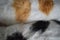 Closeup shot of domestic short-haired cat furs