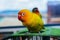 Closeup shot of a domestic yellow lovebird