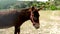 Closeup shot of a donkey standing against a background of greenery, moving his head in slow motion