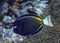 Closeup shot of a Dori fish swimming in deep blue sea over reef coral