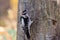 Closeup shot of a Downy Woodpecker checking the tree to make nest