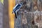 Closeup shot of a Downy Woodpecker checking the tree to make nest