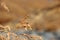 Closeup shot of dried common reed on a blurred background