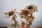 A closeup shot of dried and dead flowers in a flowerpot in the balcony. dehradun,uttarakhand India