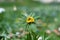 Closeup shot of a dried yellow winter aconite flower