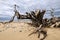 Closeup shot of driftwood on the beach during a cloudy day