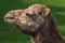 Closeup shot of the dromedary, also called the Arabian camel