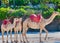 Closeup shot of a dromedary camel with its two calves in the sandy beach against green bushes