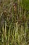 Closeup shot of a Drosera filiformis plant in Apalachicola National Forest with green background