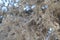 Closeup shot of the dry thorny branches of a plant - dead nature cocnept