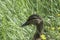 Closeup shot of a duck behind the green grass