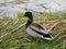 Closeup shot of a duck on the shore of the reed lake in the spring in Budapest suburb, Hungary