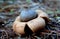 Closeup shot of earthstar fungi growing in the forest