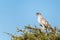 Closeup shot of an eastern chanting goshawk bird on a tree in Etosha National Park, Namibia