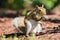 Closeup shot of an Eastern gray squirrel on the blurry background