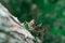 Closeup shot of an Eastern Lubber grasshopper on a tree