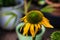 Closeup shot of Echinacea purpurea \'Harvest Moon\'  Coneflower in a garden on a blurred background