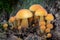 Closeup shot of edible mushrooms known as Enokitake