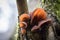 Closeup shot of edible mushrooms known as Wood ear