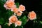 Closeup shot of elegant English orange roses