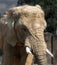 Closeup shot of an elephant with small tusks in the zoo